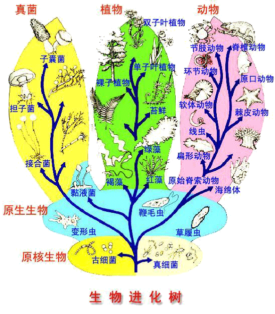 生物進化樹